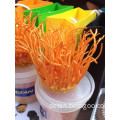 Gold Color Cordyceps Flowers/ Cordycep Militaris Mushrooms